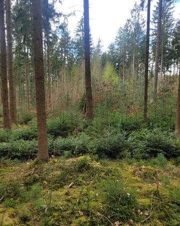 Beeindruckende Naturverjüngung im ehemaligen "Staatsjagdrevier" Beeindruckende Naturverjüngung im ehemaligen "Staatsjagdrevier"